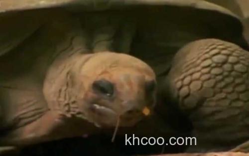 亚达伯拉象龟_3