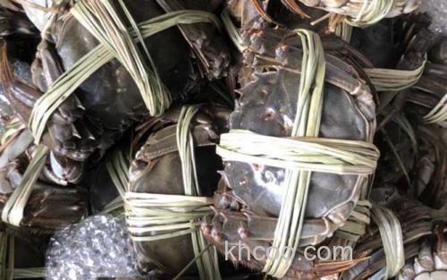 阳澄湖大闸蟹_0