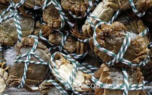 黄河口大闸蟹_0