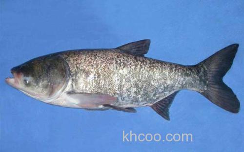 花鲢_5