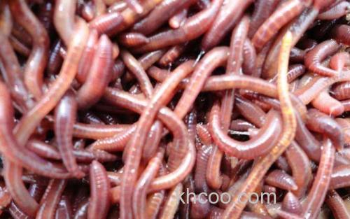 蚯蚓_3
