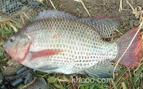 罗非鱼_2