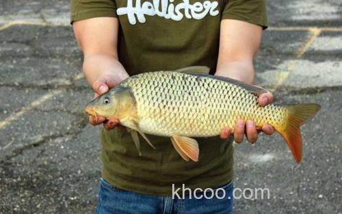钓鲤鱼_2