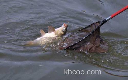 水库钓鲤鱼_0