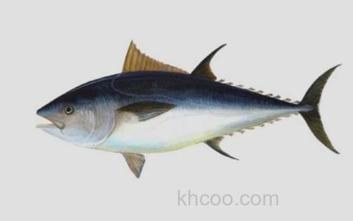 蓝鳍金枪鱼_4