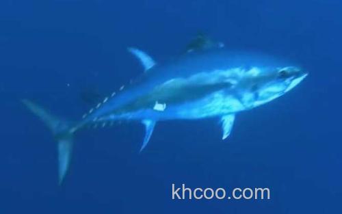 蓝鳍金枪鱼_2