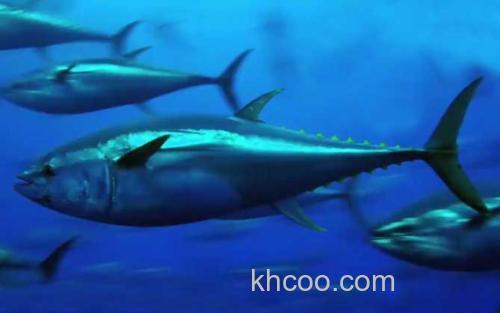 蓝鳍金枪鱼_0