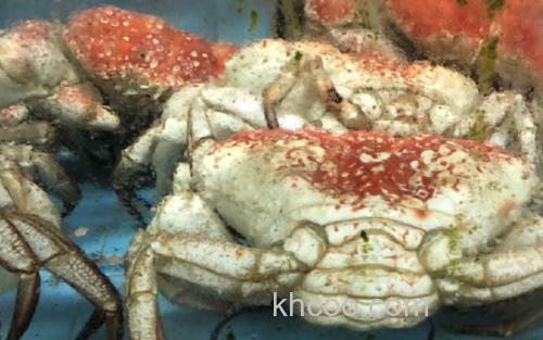 塔斯马尼亚帝王蟹_0