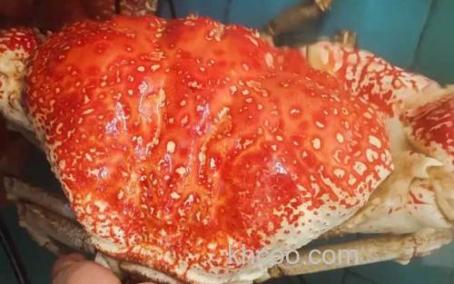 塔斯马尼亚帝王蟹_1