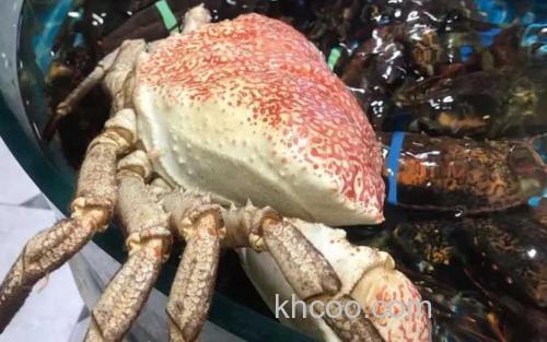 塔斯马尼亚帝王蟹_2