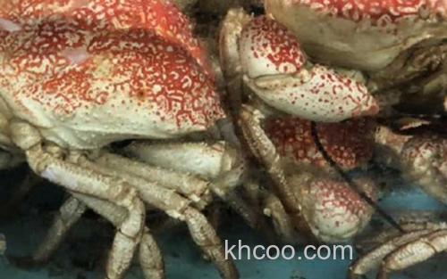 塔斯马尼亚帝王蟹_3