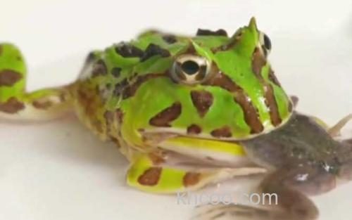 苏里南角蛙_3