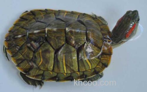 巴西红耳龟_0