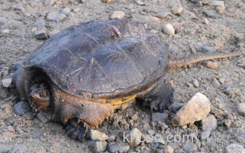 真鳄龟_3