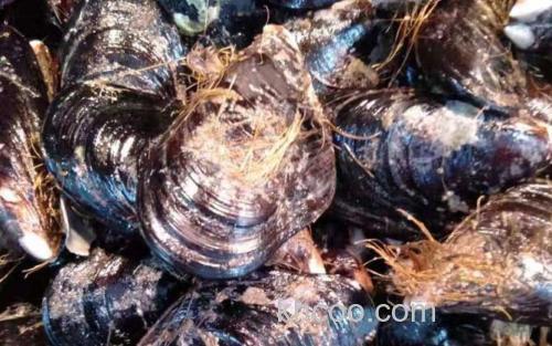 淡菜_3
