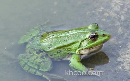 青蛙_0