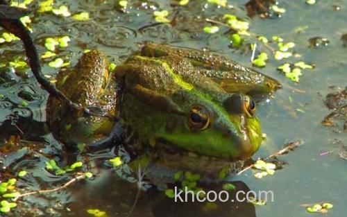 青蛙_0