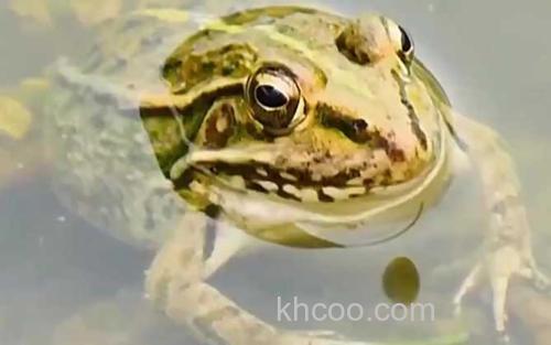 青蛙_2