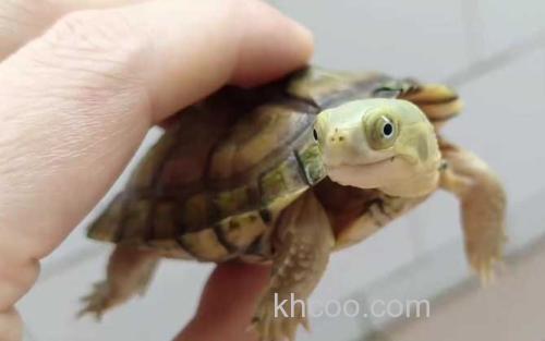 石板龟_3