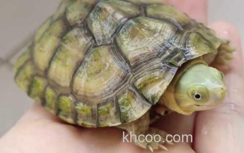 石板龟_2