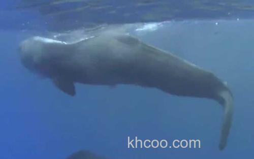 抹香鲸_1