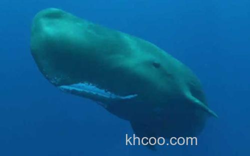 抹香鲸_0