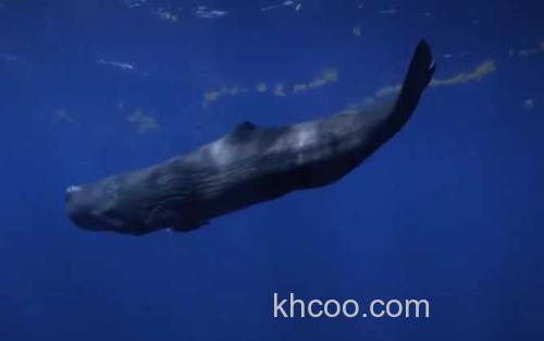 抹香鲸_2