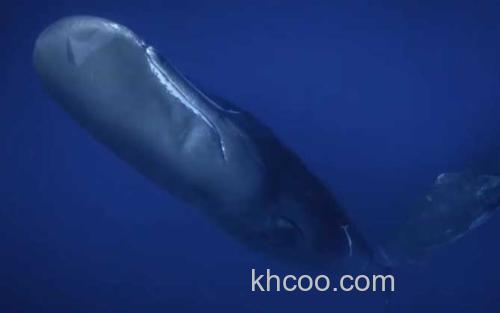 抹香鲸_2