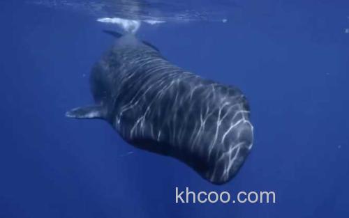 抹香鲸_0