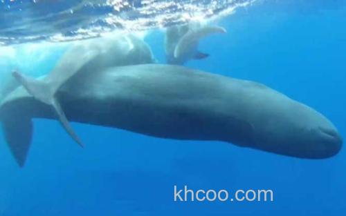 抹香鲸_1