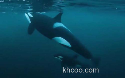 虎鲸_0