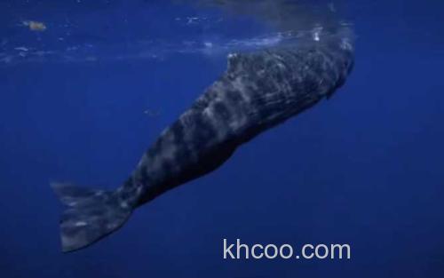 抹香鲸_0