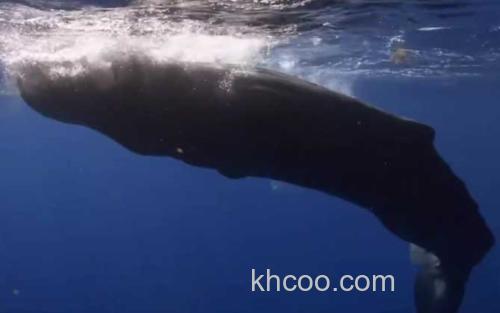 抹香鲸_2