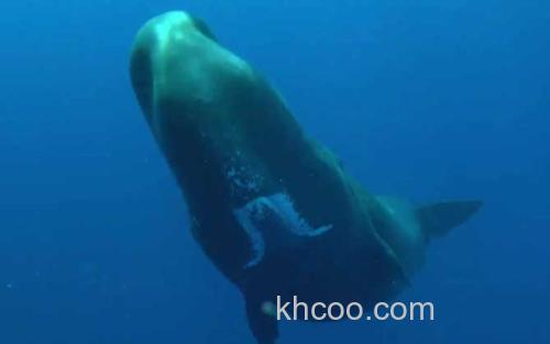 抹香鲸_2