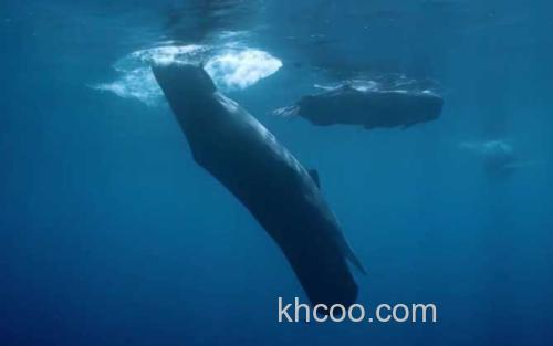 抹香鲸_1