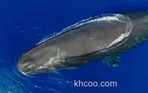 抹香鲸_2