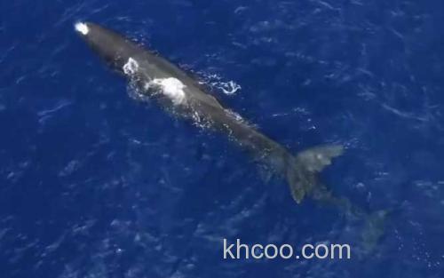 抹香鲸_0