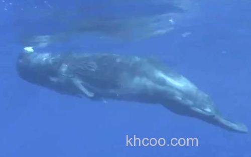 抹香鲸_1