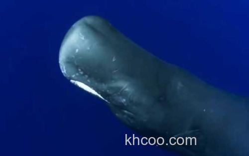 抹香鲸_2