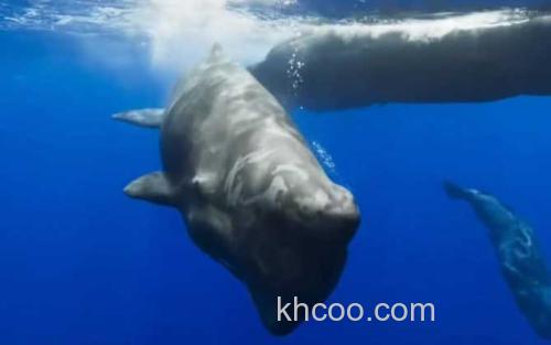 抹香鲸_0