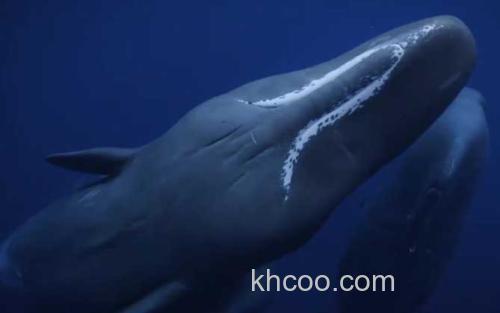 抹香鲸_1