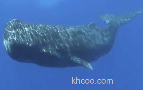 抹香鲸_1