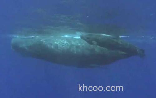 抹香鲸_0