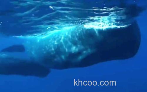抹香鲸_3