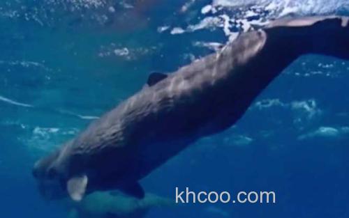 抹香鲸_2
