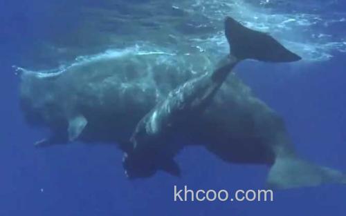 抹香鲸_2