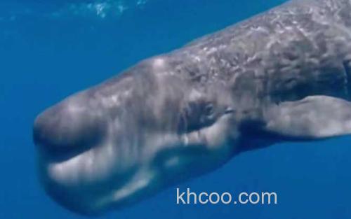 抹香鲸_1
