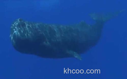 抹香鲸_0