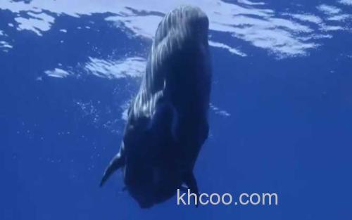 鲸鱼_1