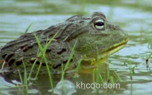 非洲牛蛙_0